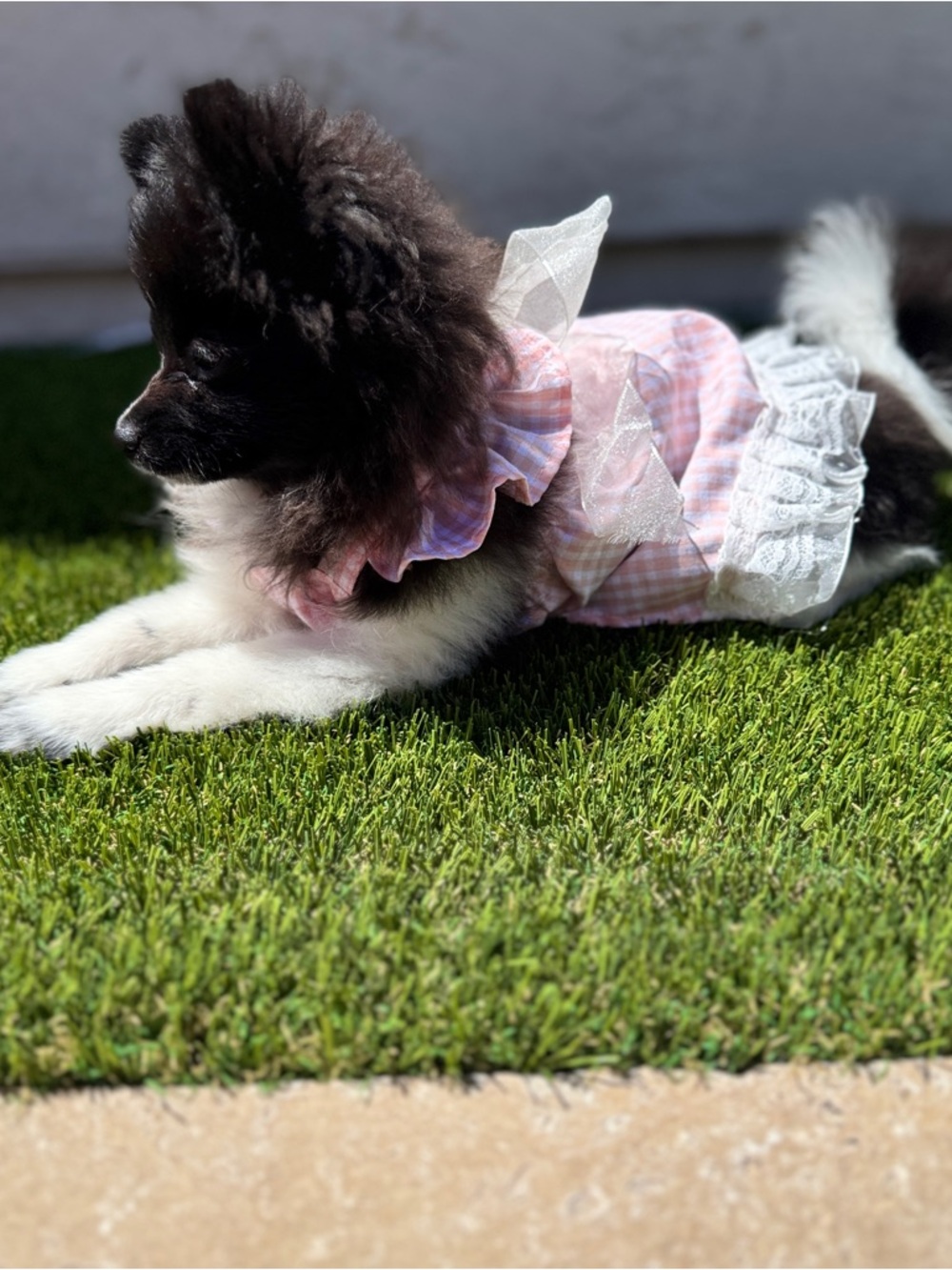 Lot Bundle of XS Extra Small Toy Breed Dog or Cat Puppy Clothes Shirts Tops New - Picture 5 of 5